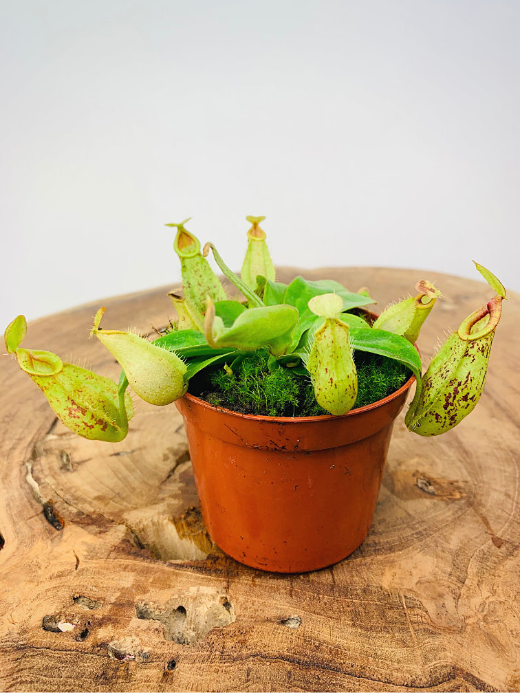 Tropical pitcher plant 'Hookeriana'