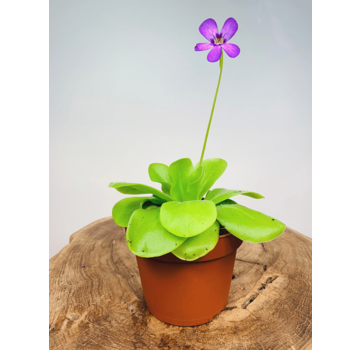 Pinguicula "Tina" - large | ø 12 cm x ↕ 25 cm
