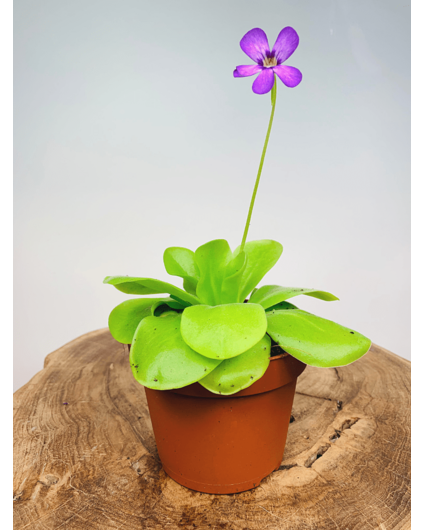 Pinguicula "Tina" grande | ø 12 cm x ↕ 25 cm