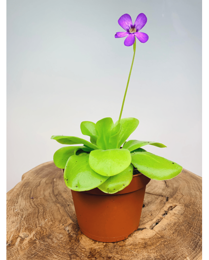 Pinguicula "Tina" grandi | ø 12 cm x ↕ 25 cm