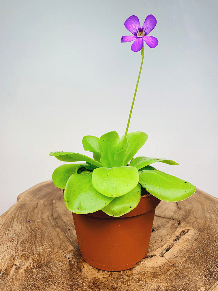 Pinguicula (Grassette) "Tina" - grande | ø 12 cm x ↕ 25 cm