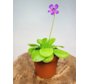 Pinguicula (Fettkraut) "Tina" - groß | ø 12 cm x ↕ 25 cm
