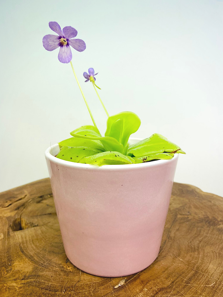 Pinguicula "Tina" grande | ø 12 cm x ↕ 25 cm