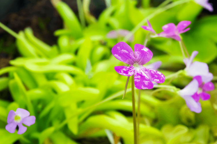 Pinguicula "Tina" stor | ø 12 cm x ↕ 25 cm