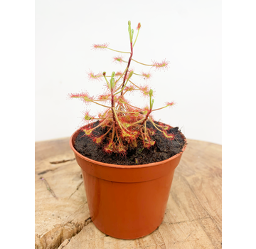 Rocio "Madagascariensis" | ø 8,5 cm x ↕ 15 cm