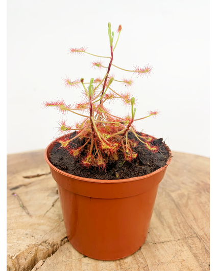 Drosera "Madagascariensis" | ø 8,5 cm x ↕ 15 cm