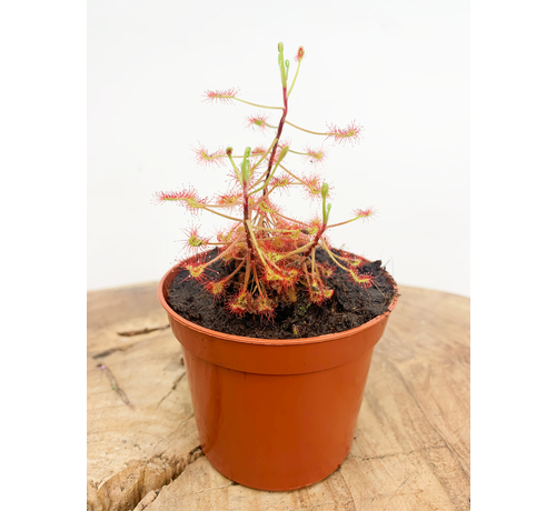 Rocio "Madagascariensis" | ø 8,5 cm x ↕ 15 cm