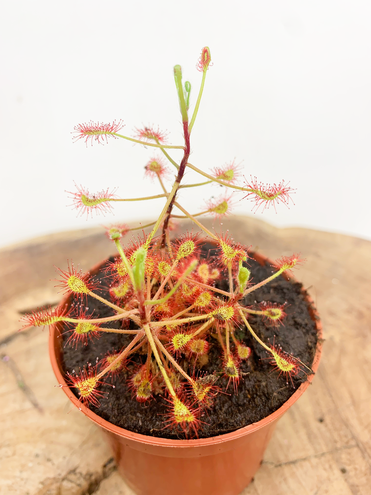 Rocio "Madagascariensis" | ø 8,5 cm x ↕ 15 cm