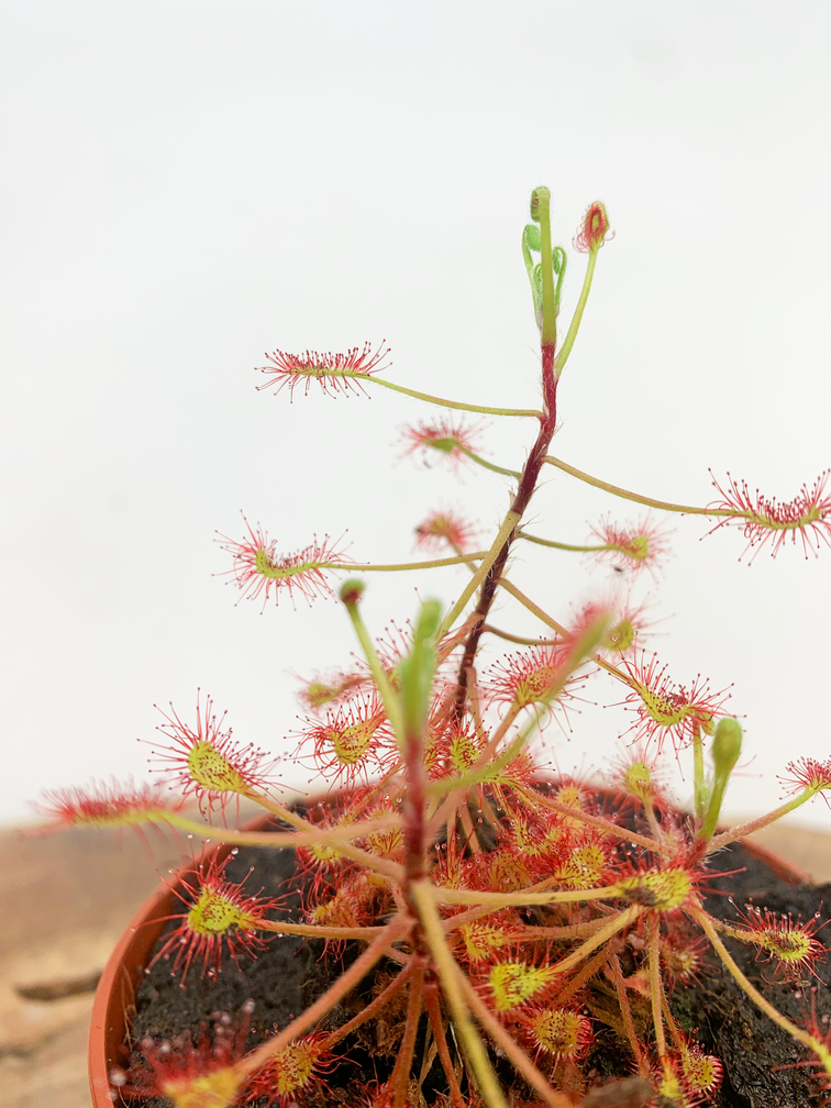 Drosera "Madagascariensis" | ø 8,5 cm x ↕ 15 cm