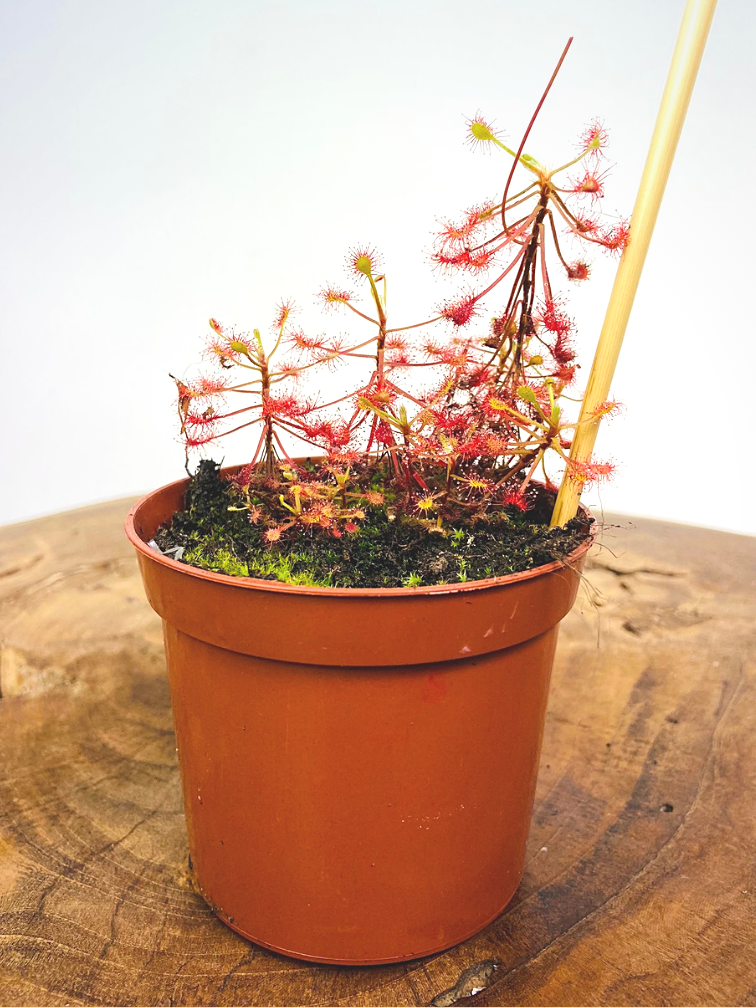 Sundew "Madagascariensis" | ø 8,5 cm x ↕ 15 cm