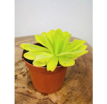 Pinguicula "Agnata" | ø 8,5 cm x ↕ 25 cm