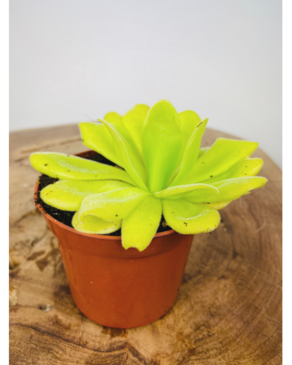 Pinguicula "Agnata" | ø 8,5 cm x ↕ 25 cm