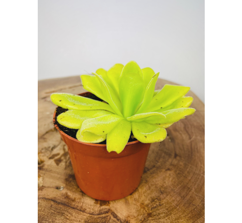 Pinguicula "Agnata" | ø 8,5 cm x ↕ 25 cm