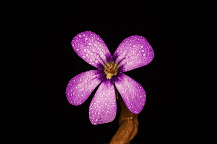 Pinguicula (Fettkraut) "Agnata" | ø 8,5 cm x ↕ 10 cm