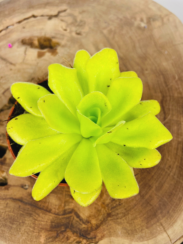 Pinguicula "Agnata" | ø 8,5 cm x ↕ 25 cm