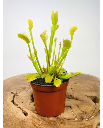 Dionaea Muscipula | ø 8,5 cm x ↕ 15 cm