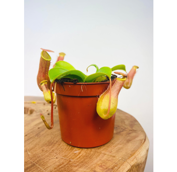 Tropical pitcher plant "Alata" - small  | ø 8,5 cm x ↕ 10 cm