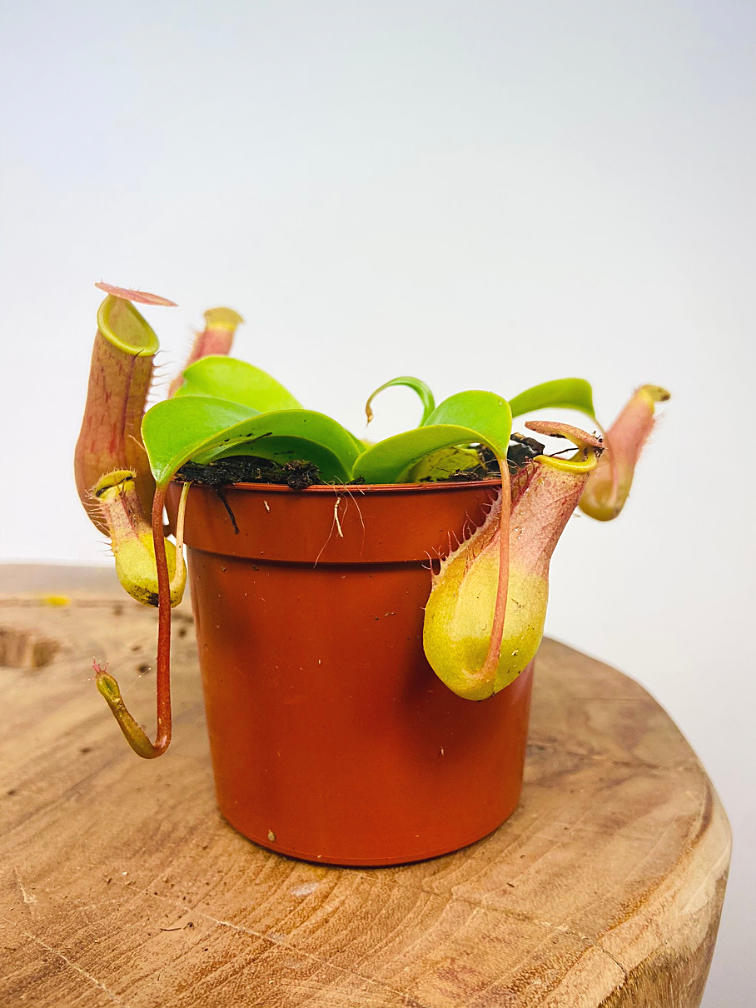 Tropical pitcher plant "Alata" - small  | ø 8,5 cm x ↕ 10 cm