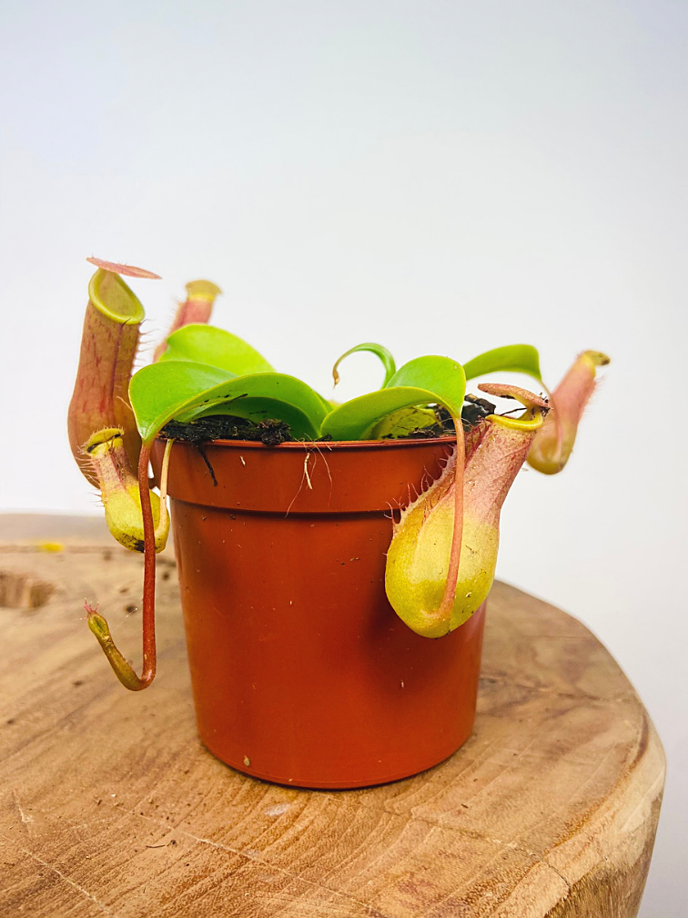 Nepenthes (Pitcher plant) Alata (small) | Carnivory.eu - Carnivory.eu