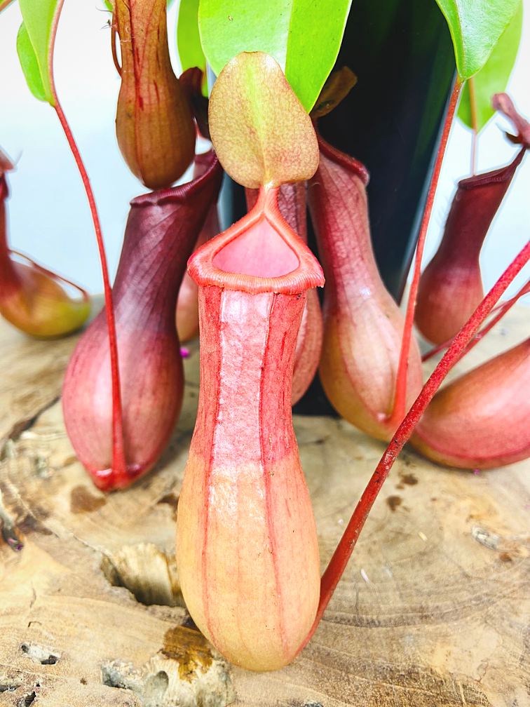 Nepenthes (Pitcher Plant) "Alata" - small  | ø 8,5 cm x ↕ 5 cm