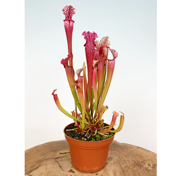 Sarracenia "Stevensii" - grande | ø 12 cm x ↕ 30 cm