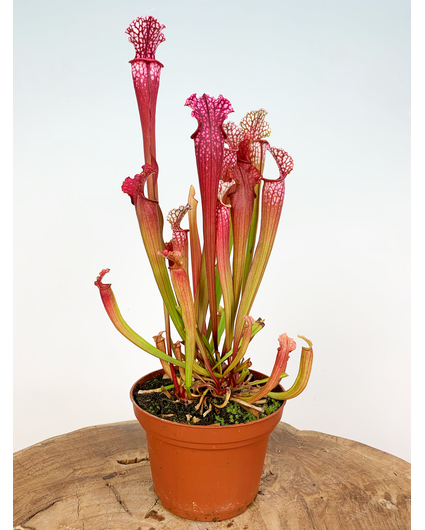Sarracenia "Stevensii" - groß | ø 12 cm x ↕ 30 cm