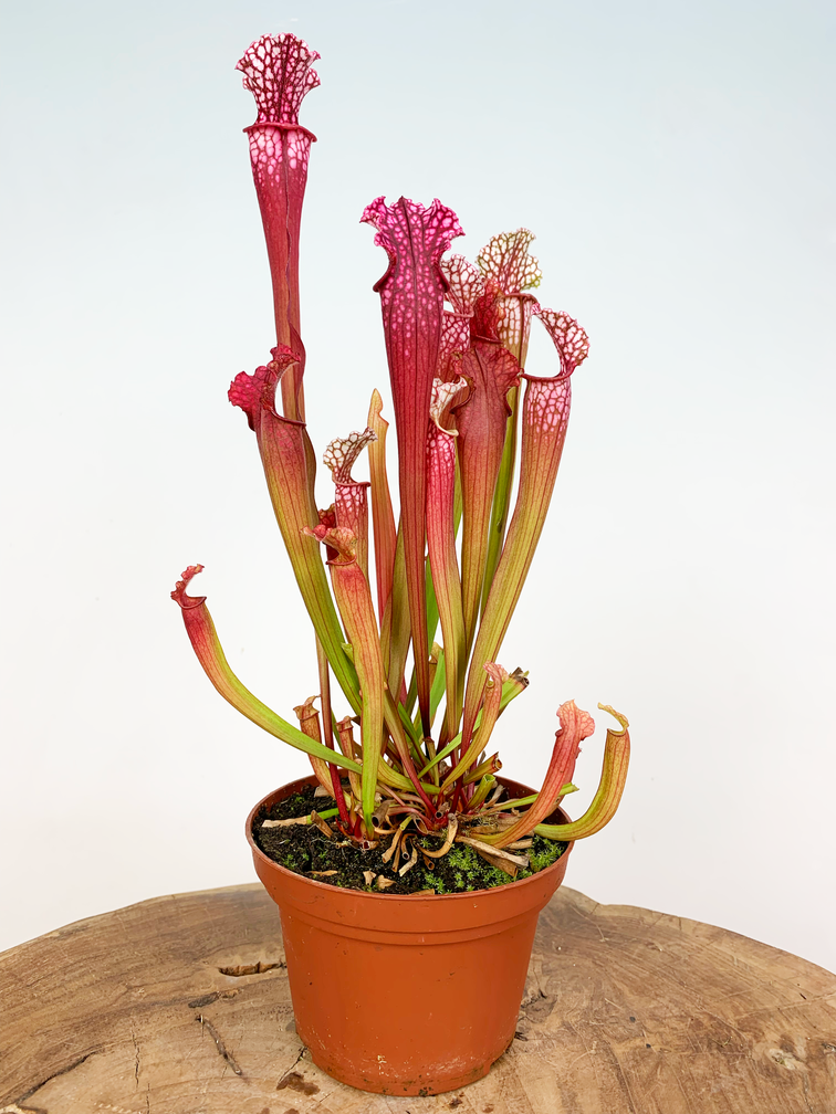 Sarracenia (Schlauchpflanze) "Stevensii" - groß | ø 12 cm x ↕ 30 cm