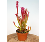 Sarracenia (Schlauchpflanze) "Stevensii" - groß | ø 12 cm x ↕ 30 cm