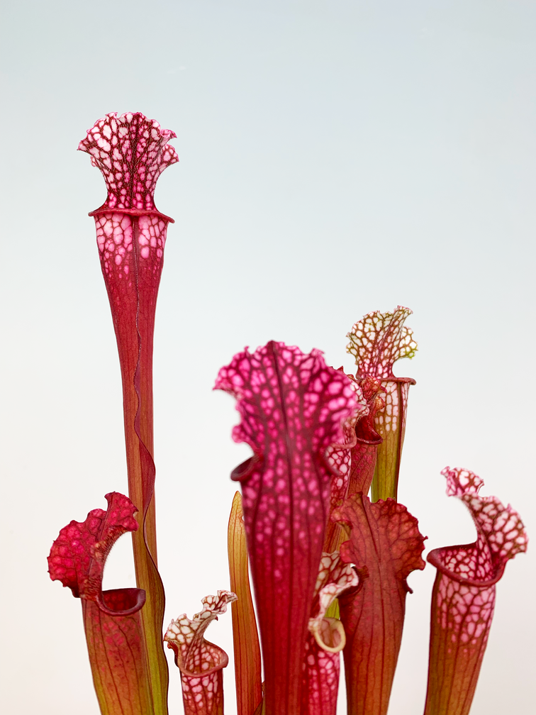 Sarracenia "Stevensii" - grande | ø 12 cm x ↕ 30 cm