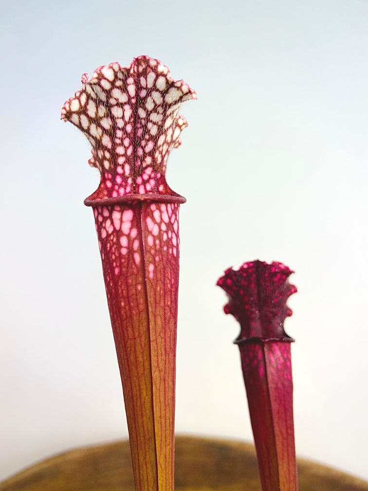 Sarracenia (Pitcher plant) "Stevensii" - large | ø 12 cm x ↕ 30 cm