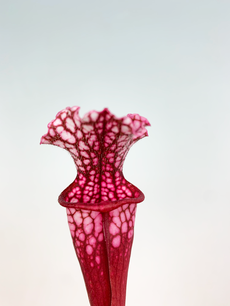 Trumpet pitcher plant 'Stevensii' - large