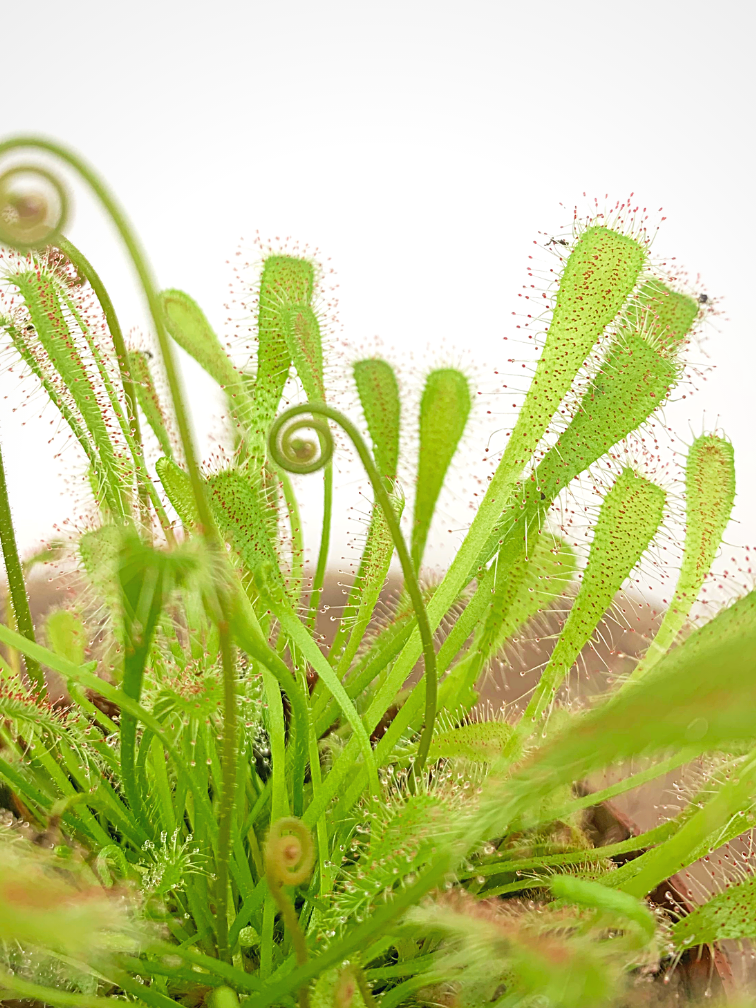 Drosera "Nidiformis" | ø 8,5 cm x ↕ 10 cm