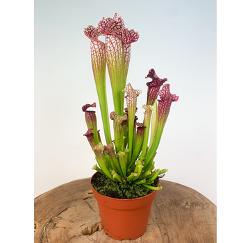 Sarracenia "Leucophylla" - groß | ø 12 cm x ↕ 20-30 cm