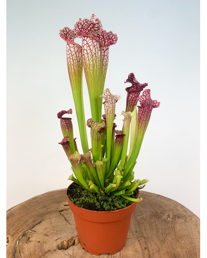 Pianta trombetta "Leucophylla" - grande | ø 12 cm x ↕ 20-30 cm