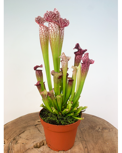 Trumpet pitcher plant "Leucophylla" - large  | ø 12 cm x ↕ 20-30 cm