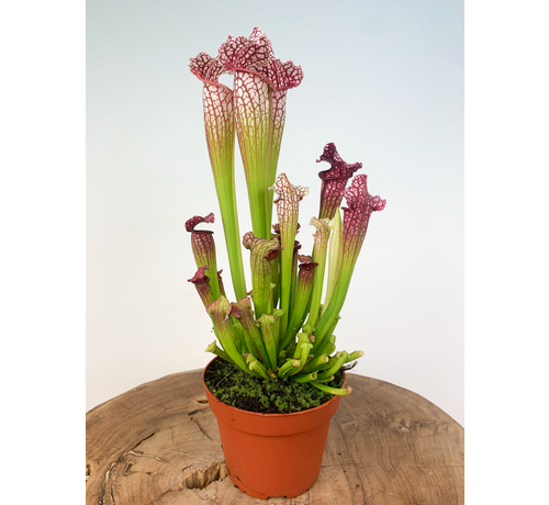 Trumpet pitcher plant "Leucophylla" - large  | ø 12 cm x ↕ 20-30 cm