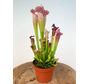 Trumpet pitcher plant "Leucophylla" - large  | ø 12 cm x ↕ 20-30 cm