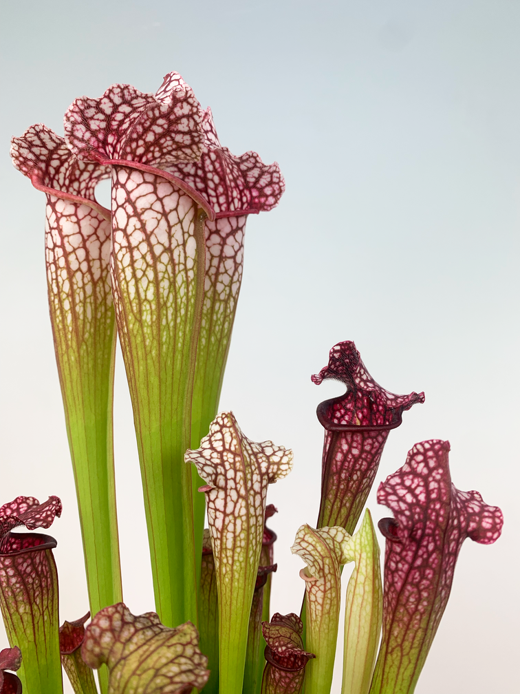 Trumpet pitcher plant "Leucophylla" - large  | ø 12 cm x ↕ 20-30 cm