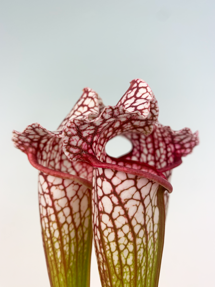 Trumpet pitcher plant 'Leucophylla' - large