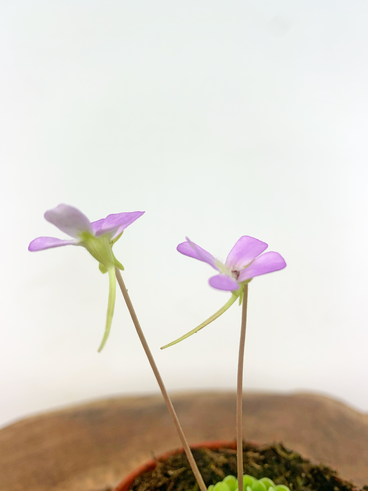 Pinguicula "Esseriana"  | ø 8,5 cm x ↕ 25 cm