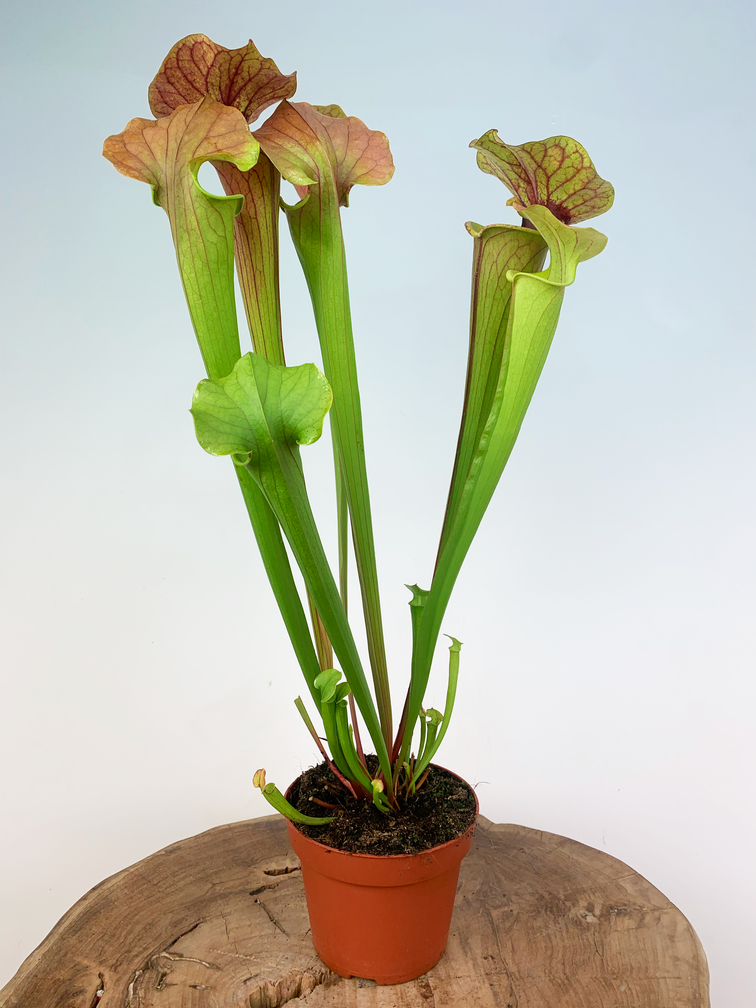 Trumpet pitcher växt "Tygo" - Stor | ø 12 cm x ↕ 40 cm