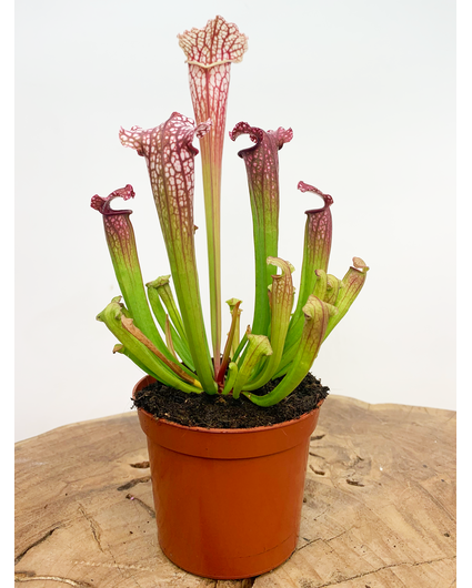 Plante carnivore animée 42 cm : Deguise-toi, achat de Decoration