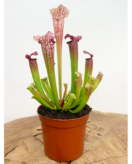 Trumpet pitcher plant "Leucophylla" - classic | ø 8,5 cm x ↕ 15 cm