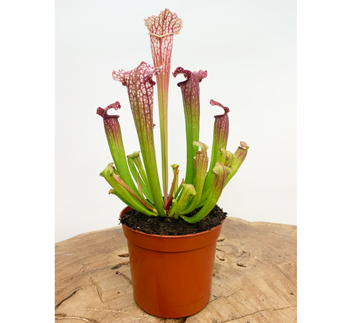 Sarracenia "Leucophylla" - classica | ø 8,5 cm x ↕ 15 cm