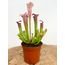 Sarracenia "Leucophylla" - classica | ø 8,5 cm x ↕ 15 cm