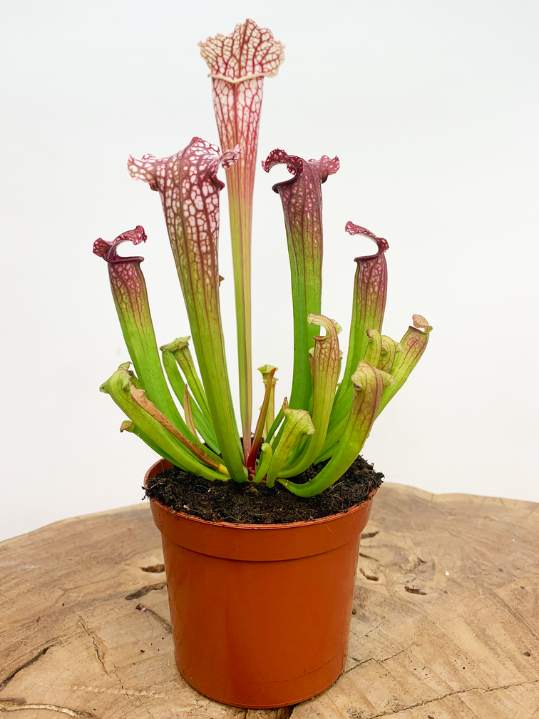 Planta de jarra de trompeta "Leucophylla" - clásica | ø 8,5 cm x ↕ 25 cm