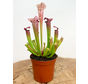 Trumpet pitcher plant "Leucophylla" - classic | ø 8,5 cm x ↕ 25 cm