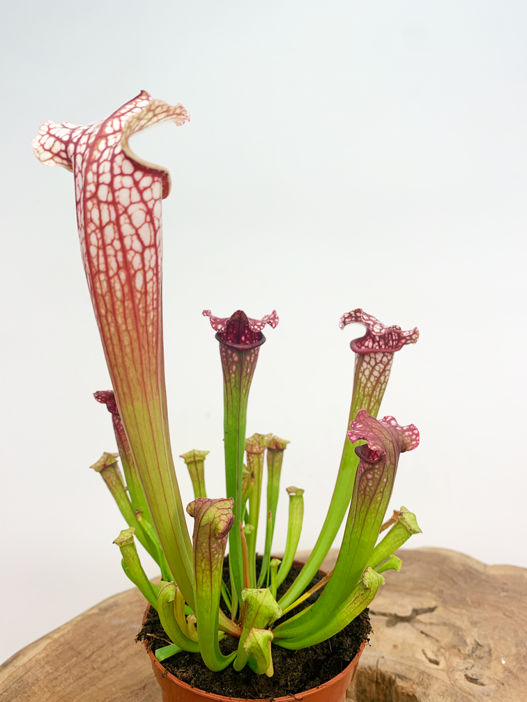 Trumpet pitcher plant 'Leucophylla' (classic)