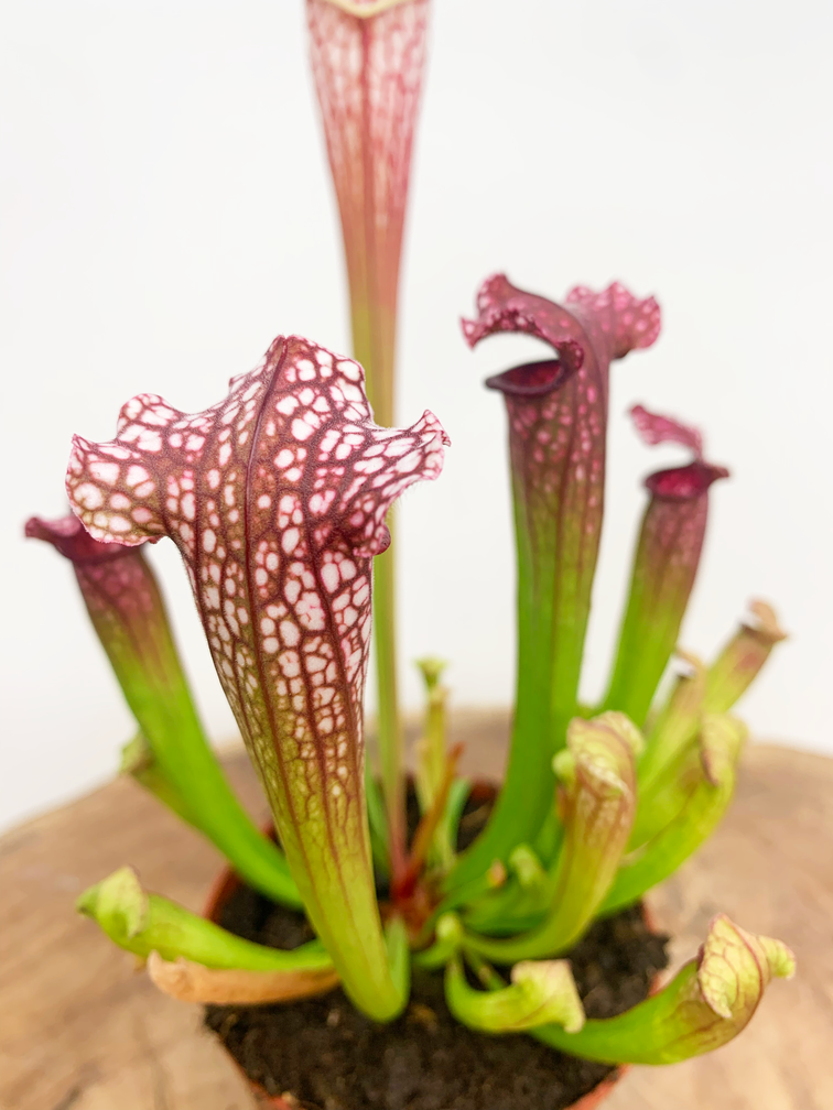 Trumpet pitcher plant "Leucophylla" - classic | ø 8,5 cm x ↕ 25 cm