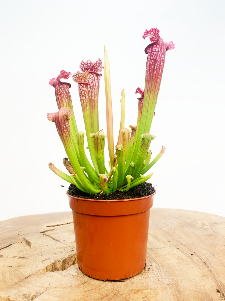 Trumpet pitcher plant "Leucophylla" - classic | ø 8,5 cm x ↕ 25 cm